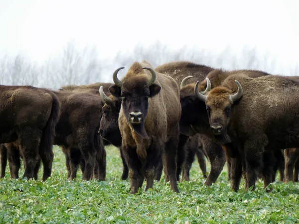 bison-pixabay-4863023_960_720